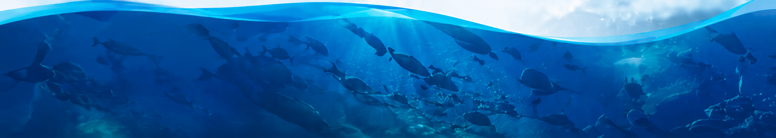 Underwater ocean with school of fish