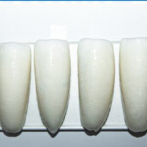 Frozen Cuttlefish Fillet Roll IQF