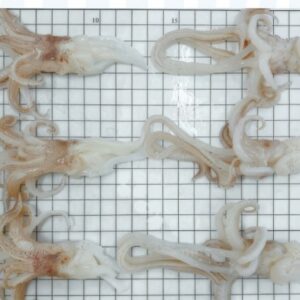 Frozen Squid Tentacle IQF